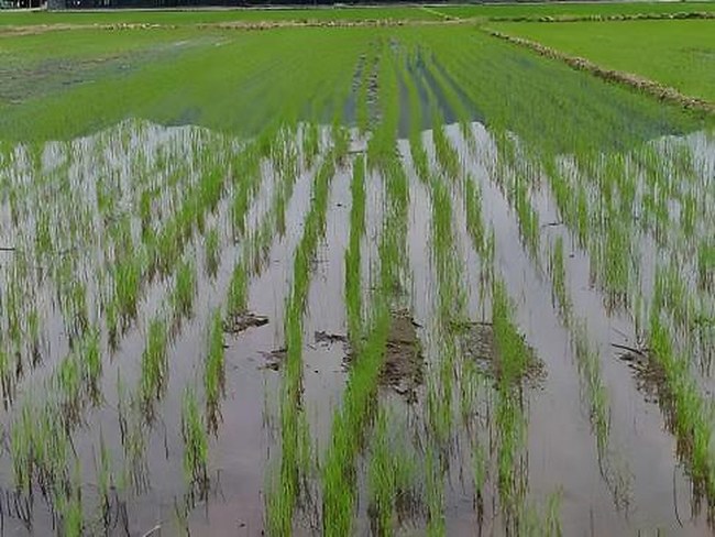 Precision Row Seeding Module applications overview 5